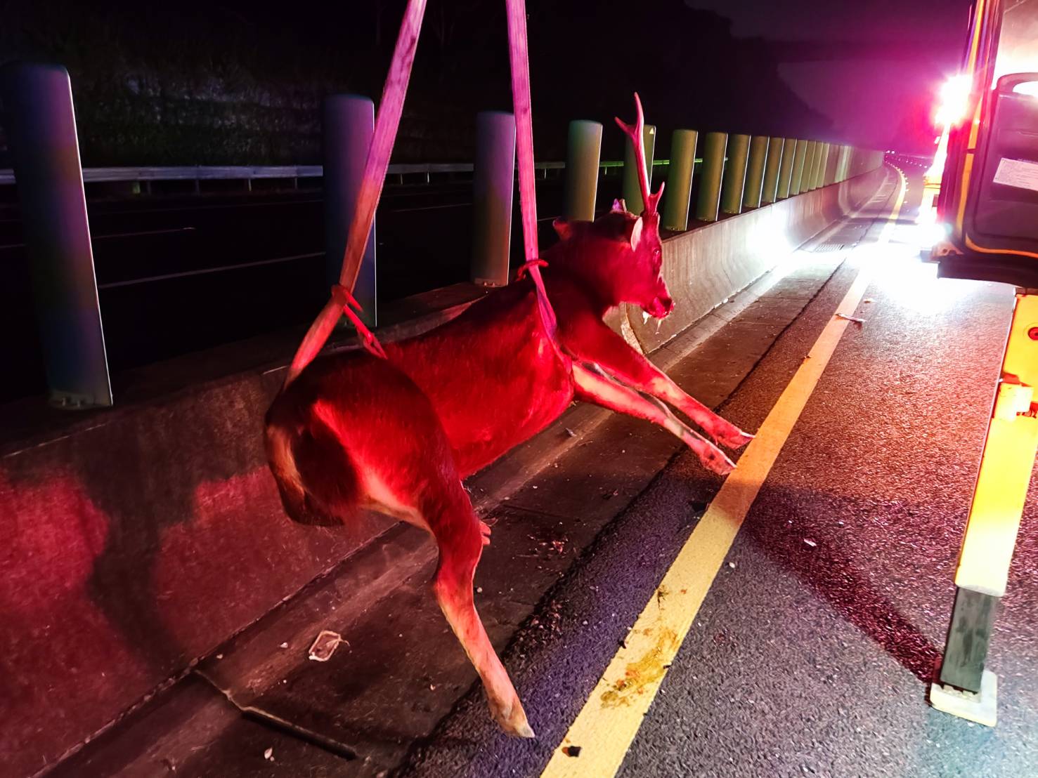 一名駕駛31日晚間行駛於國道3號撞上一隻水鹿。圖／龍立翻攝